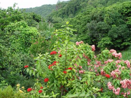 Martinique Juillet 2004